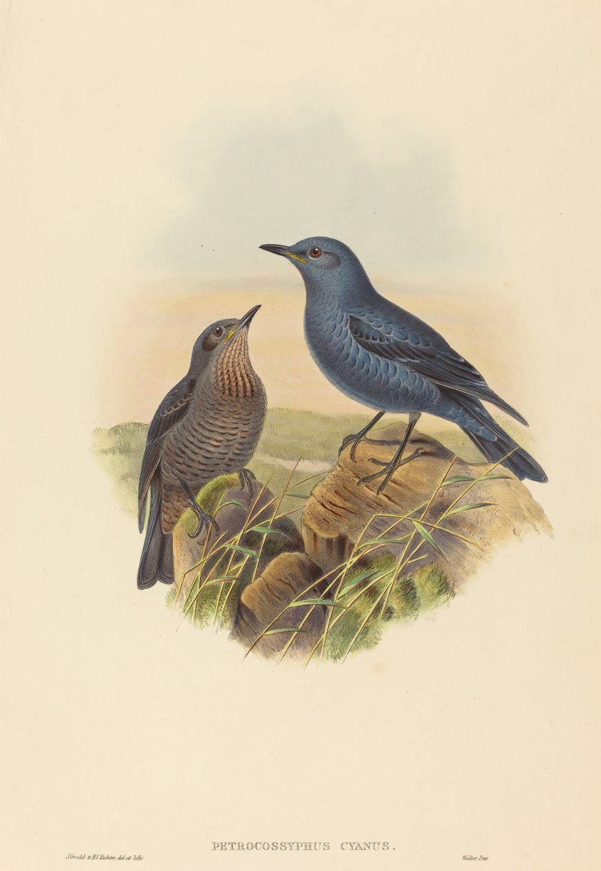 Petrocossyphus cyanus (drozd modrý) od John Gould and H.C. Richter