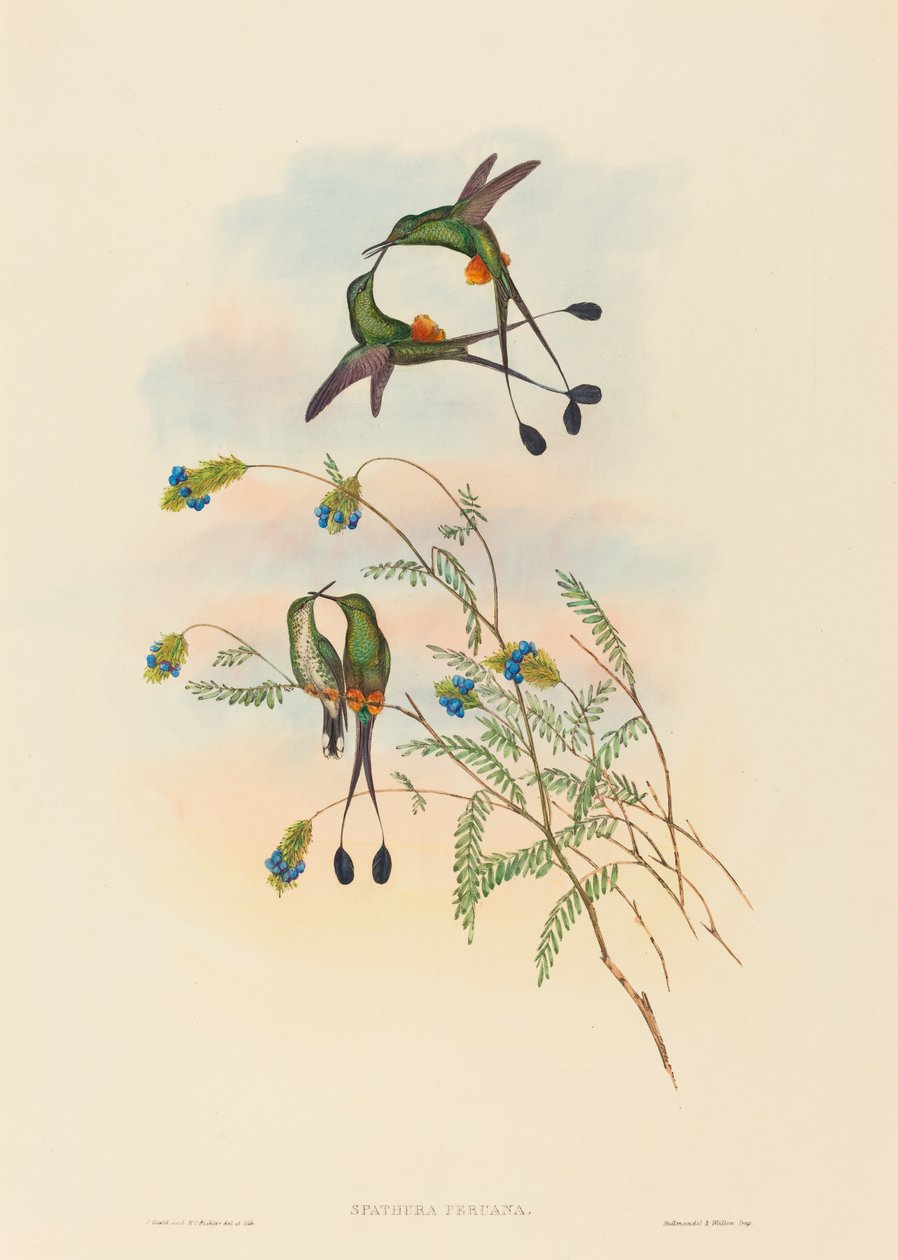 Spathura peruana (peruánský Racket-Tail) od John Gould and H.C. Richter