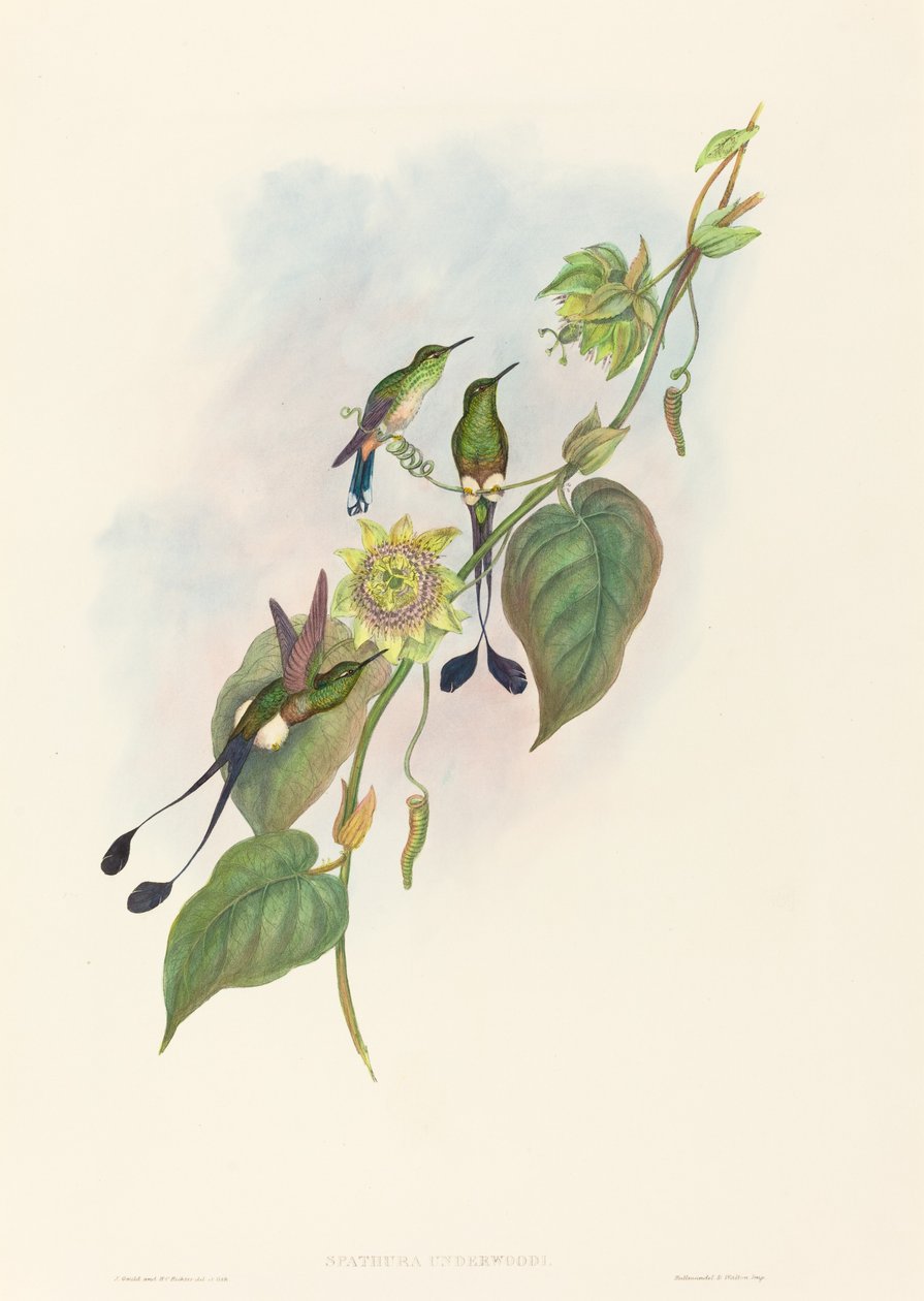 Spathura underwoodi (bělonohá raketa-ocas) od John Gould and H.C. Richter
