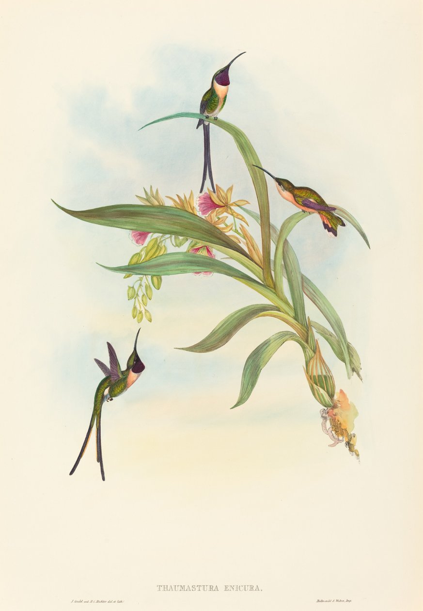 Tharmastura enicura (Slender Shear-Tail) od John Gould and H.C. Richter