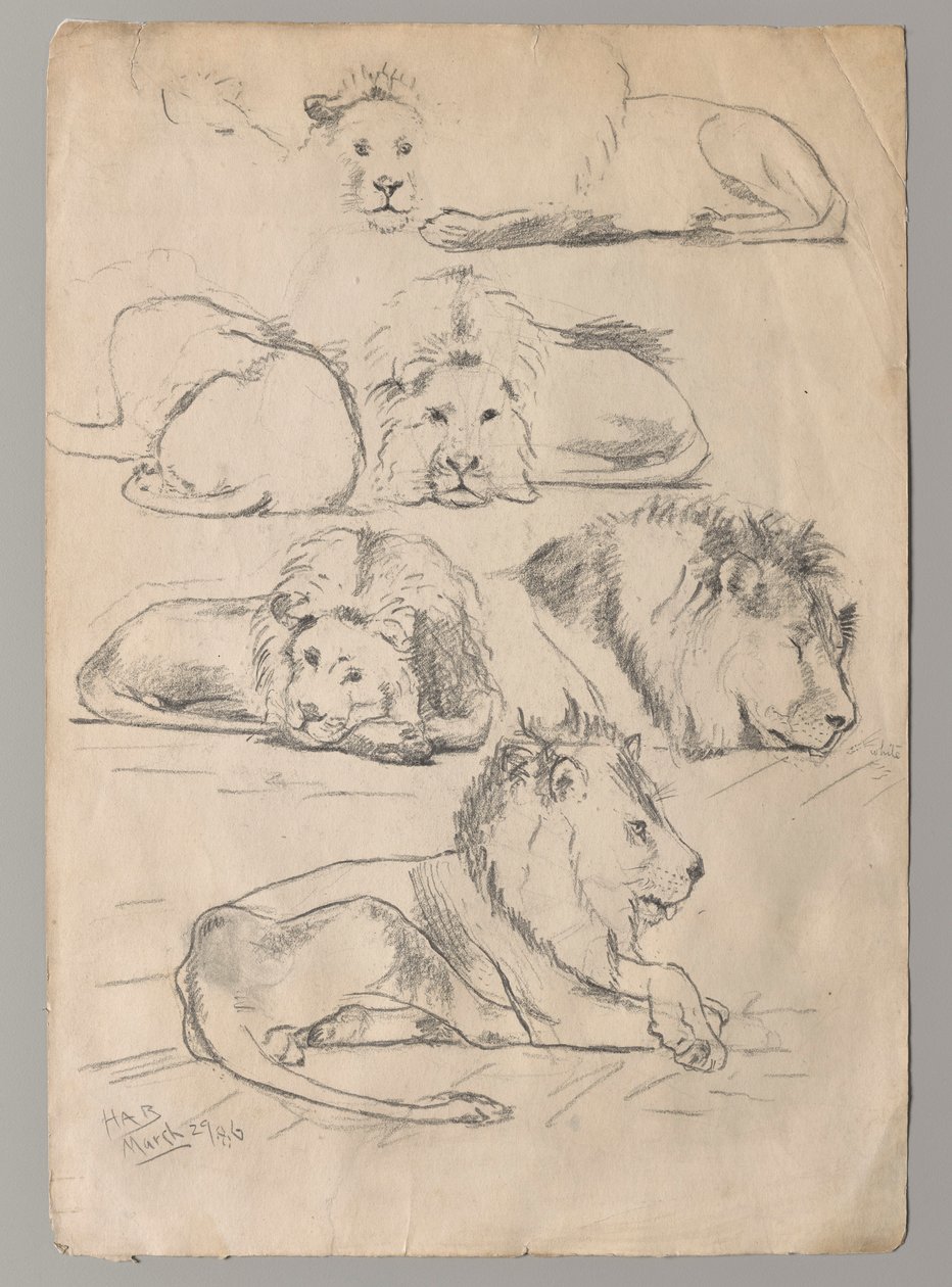Studie lvů od John Haberle