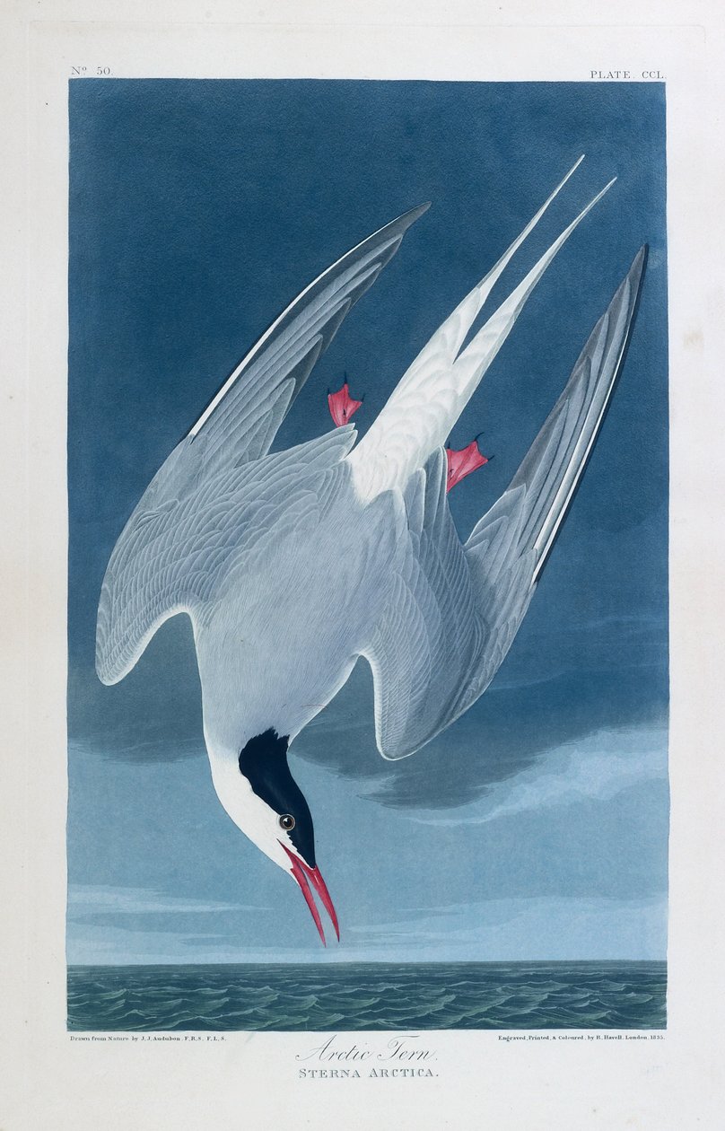 Rybák polární, ptáci Ameriky od John James (after) Audubon