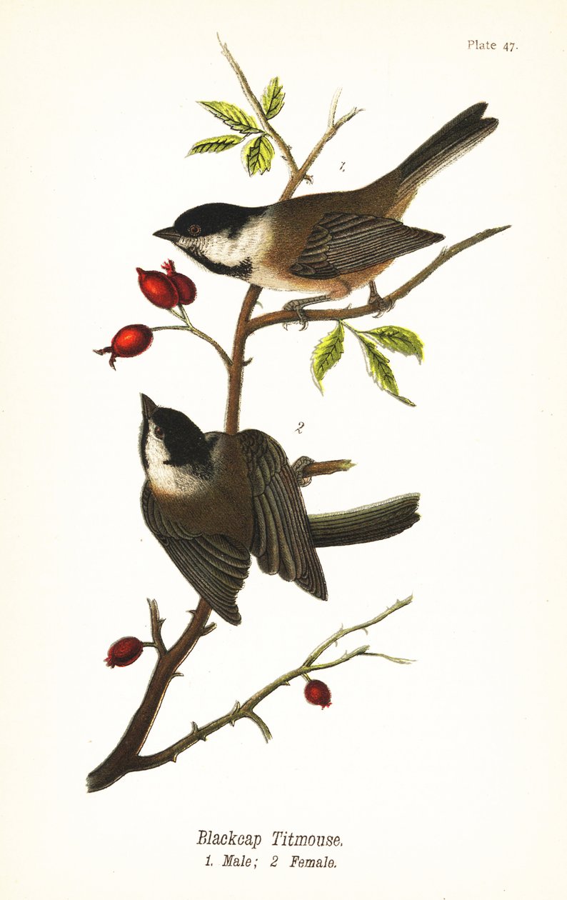Sýkorka černotemenná, Poecile atricapillus od John James (after) Audubon