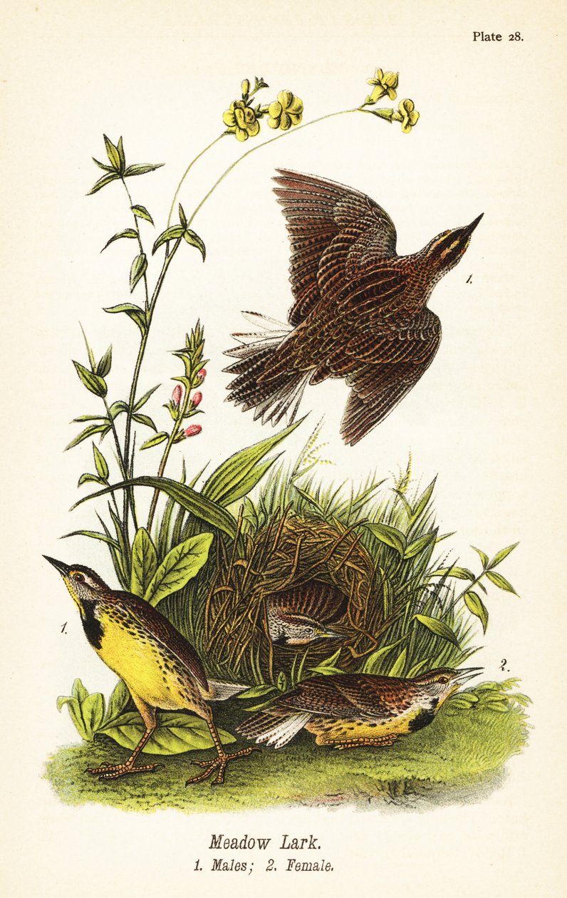 Skřivan východní, Sturnella magna od John James (after) Audubon