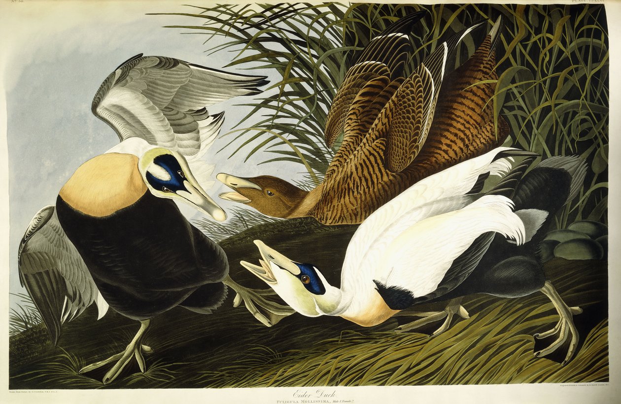 Kajka kajka, samec a samice od John James (after) Audubon