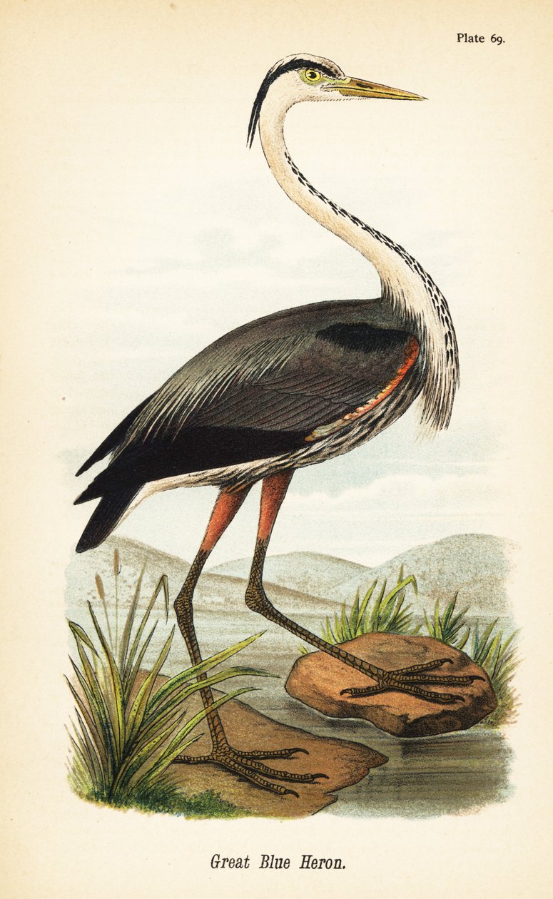 Velká modrá volavka, Ardea herodias od John James (after) Audubon