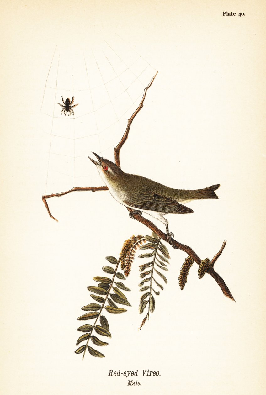 Vireo červenooký, Vireo olivaceus, samec od John James (after) Audubon