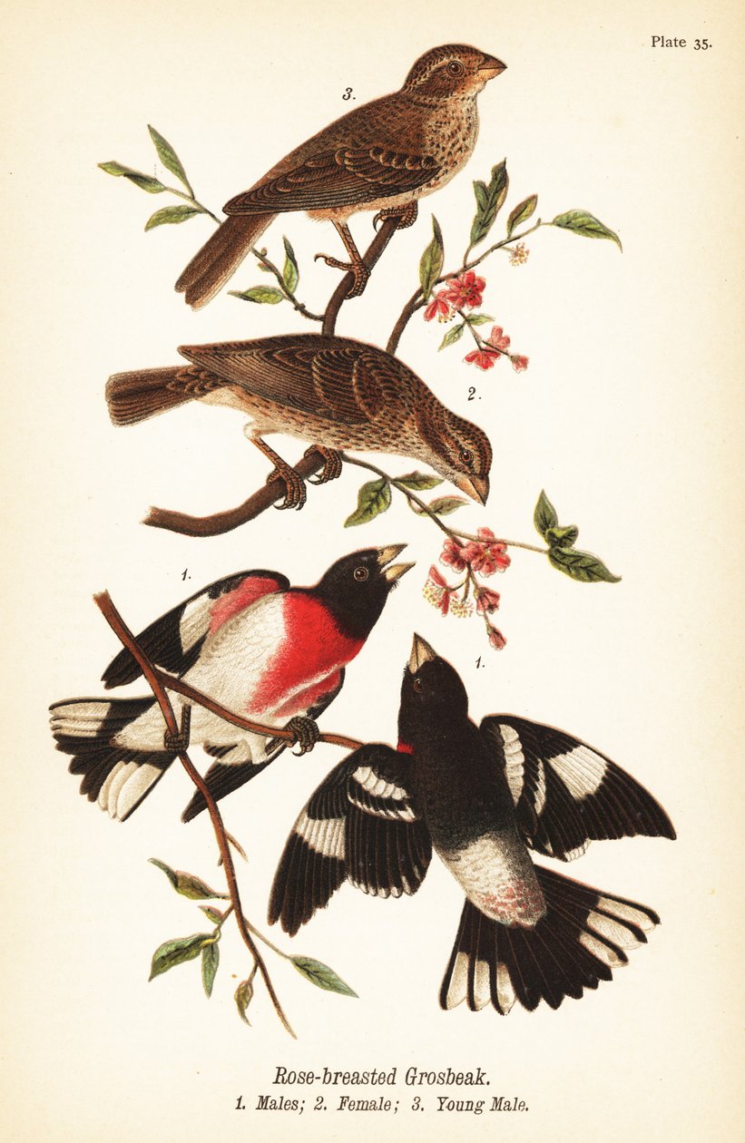 groš růžovoprsý, Pheucticus ludovicianus od John James (after) Audubon