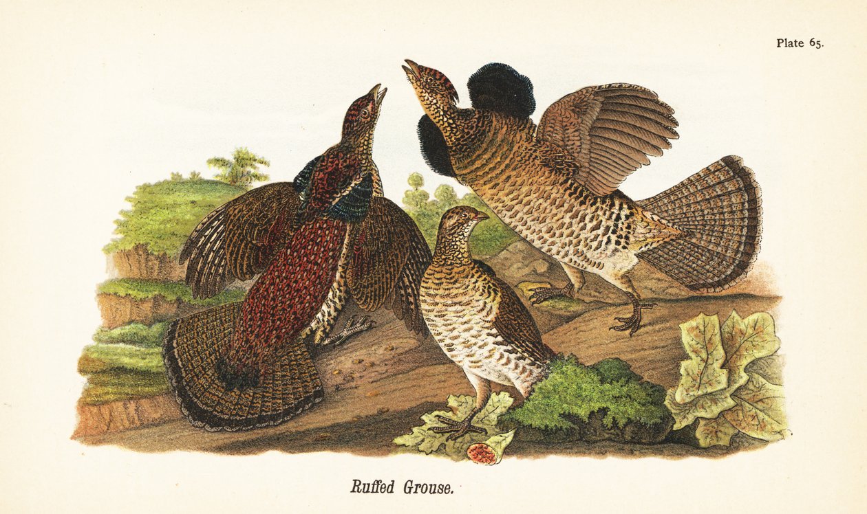 Tetřev tetřev, Bonasa umbellus od John James (after) Audubon