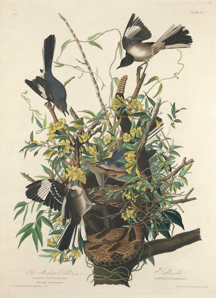 Posměvavý pták od John James (after) Audubon