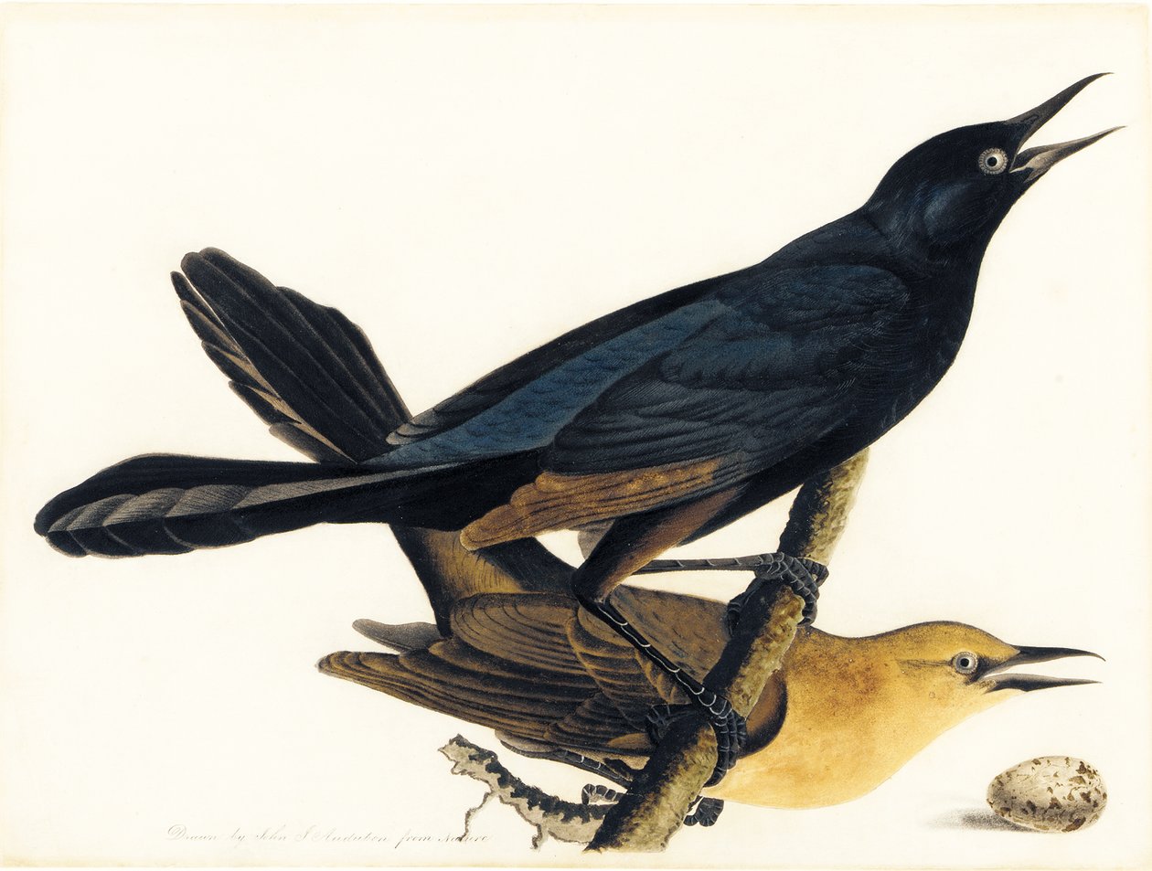 Pár háčků s lodním ocasem od John James Audubon