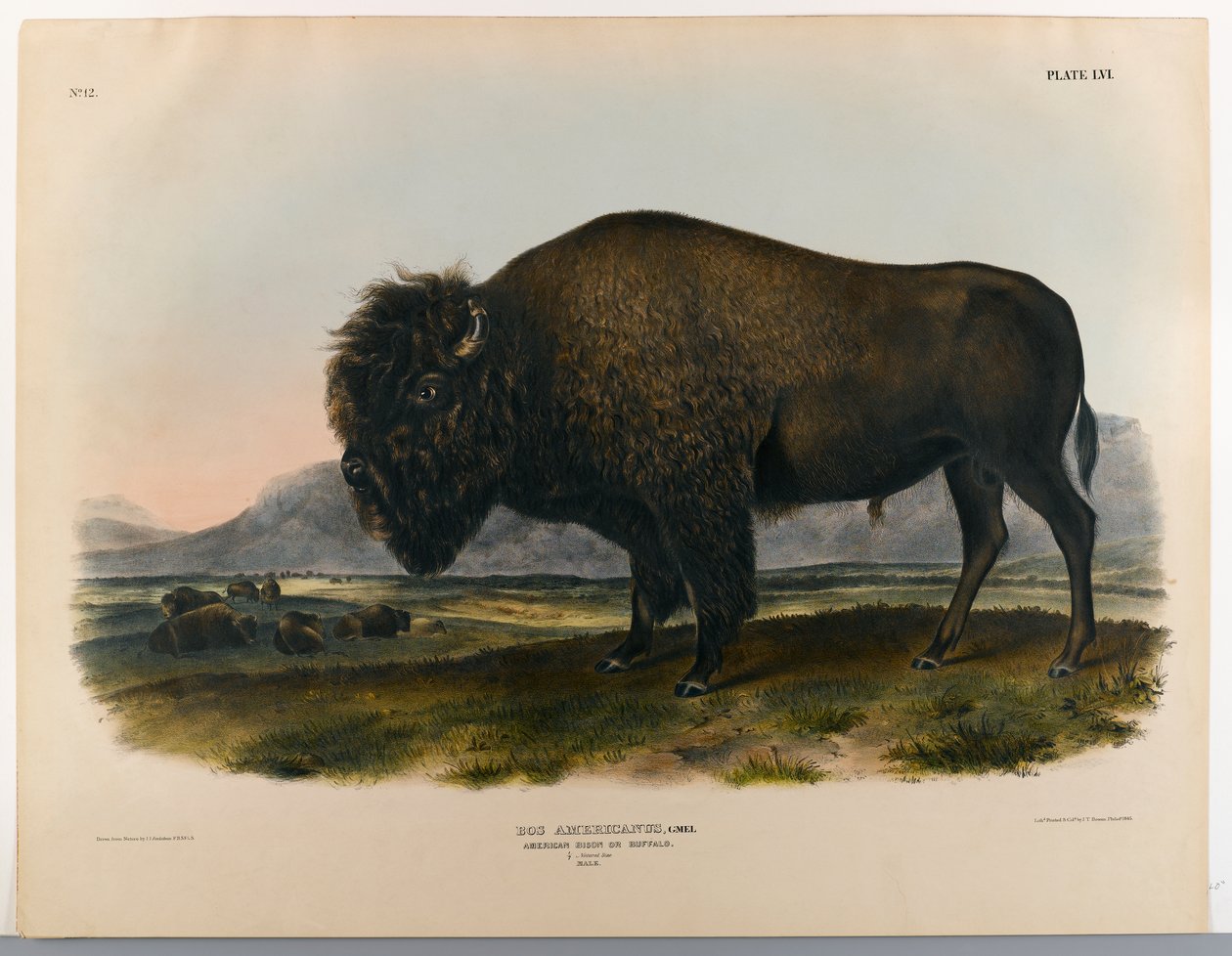 Americký bizon nebo buvol od John James Audubon