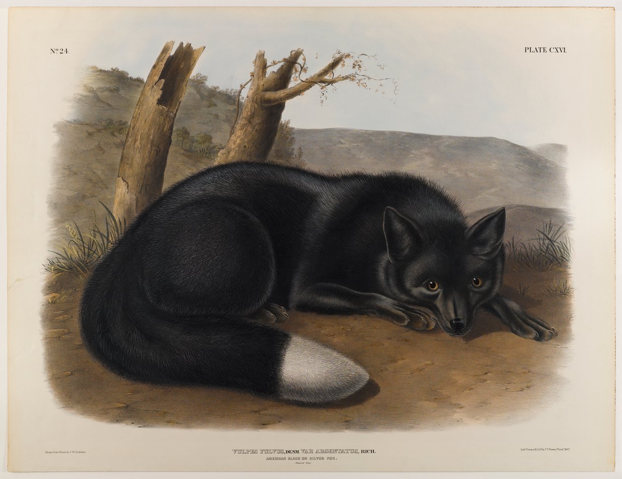 Americká černá nebo stříbrná liška od John James Audubon