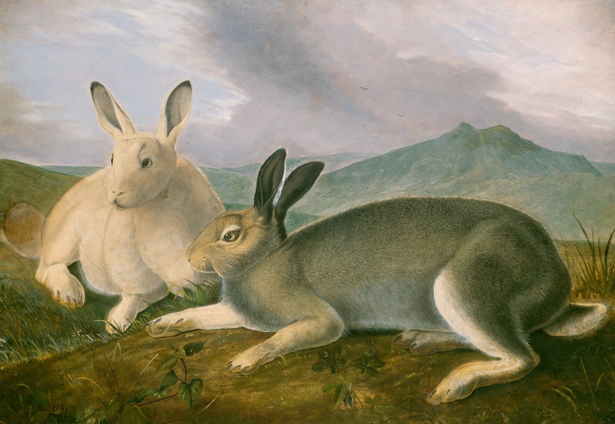 Arctic Hare, c. 1841. od John James Audubon
