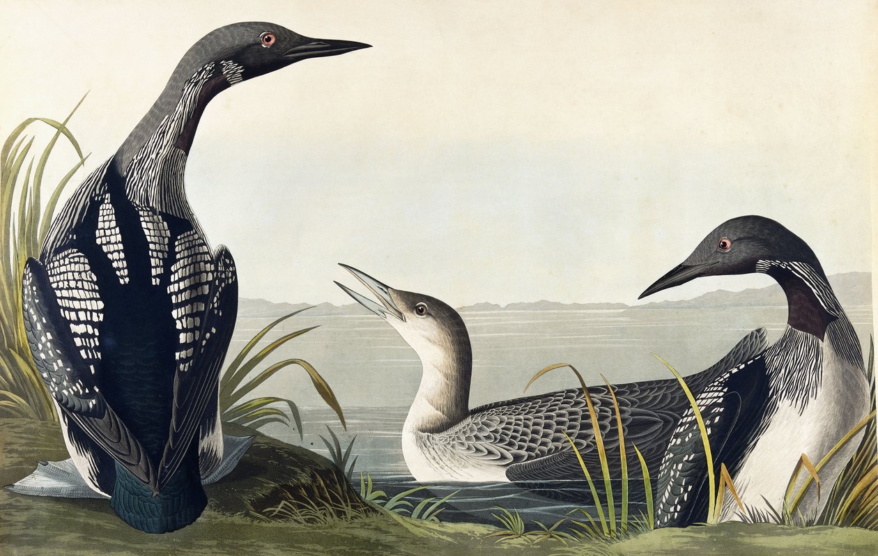 Potápěč černohrdlý od John James Audubon