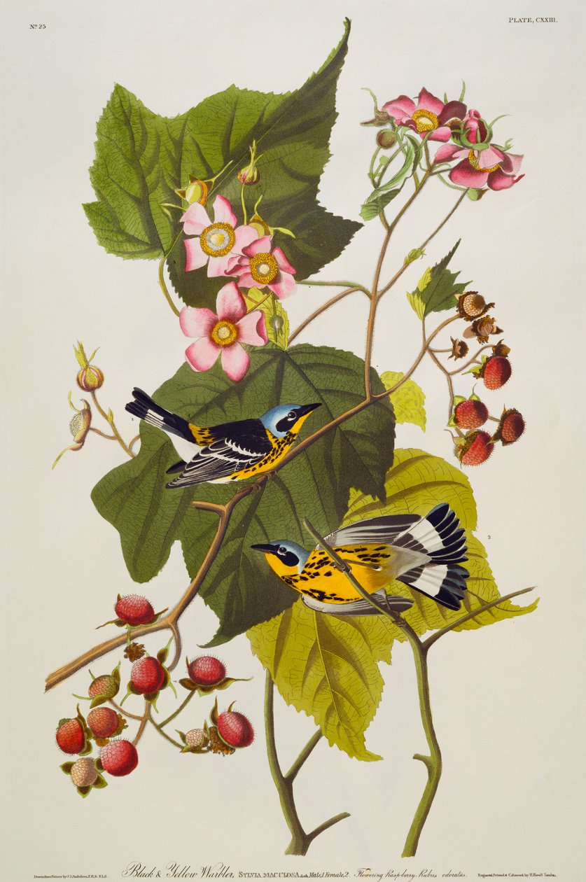 Černá A žlutá pěnice. Magnolia pěnice od John James Audubon