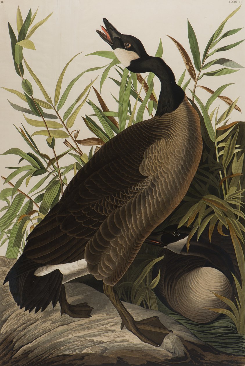 Canada Goose, 1827-1838 (wc na papíře) od John James Audubon