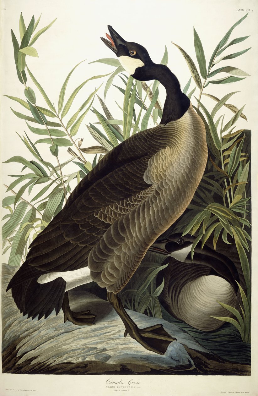 Kanadská husa, kolem 1827-1838 od John James Audubon