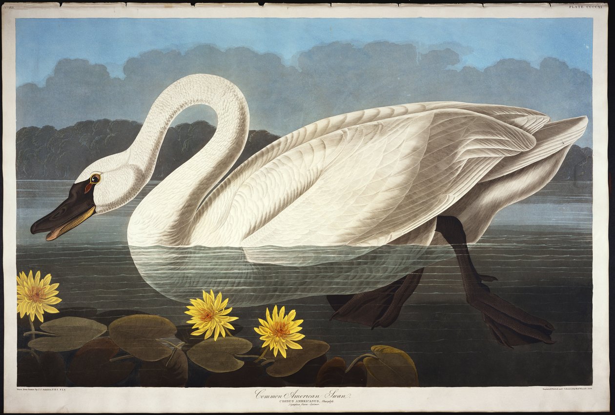 Společná americká labuť. Pískající Labuť od John James Audubon