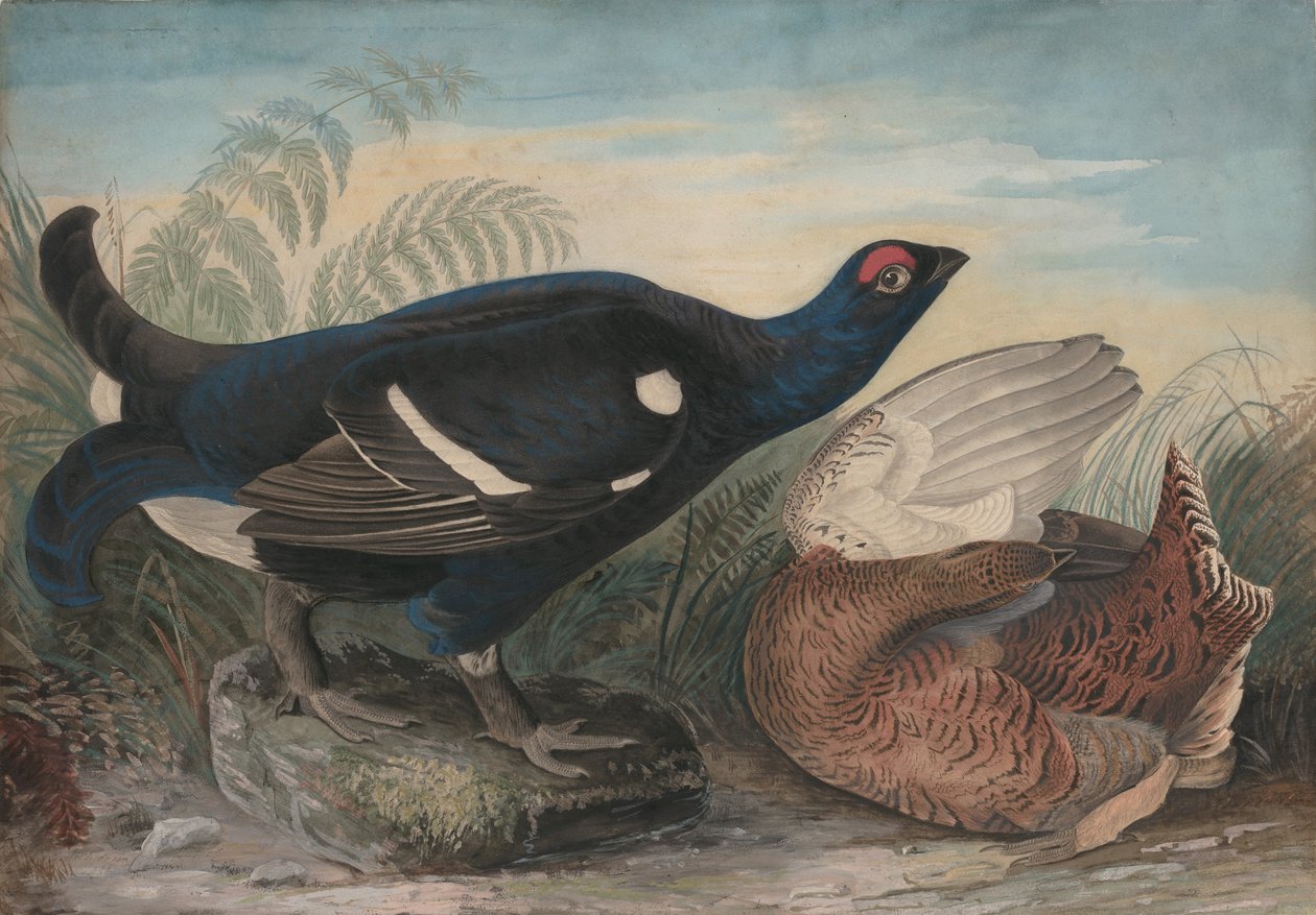 Angličtí černí kohouti, 1828. od John James Audubon