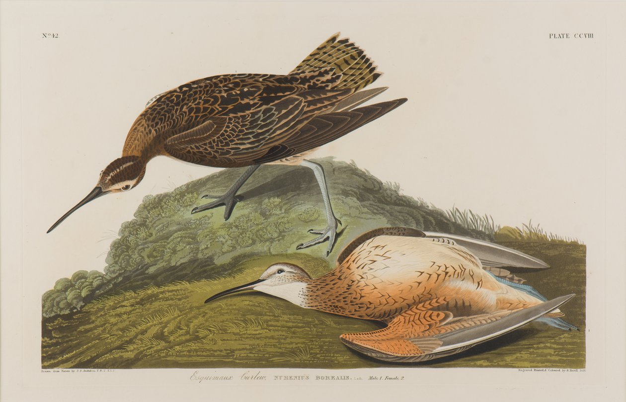 Esquimaux Curlew, 1834 (wc na papíře) od John James Audubon