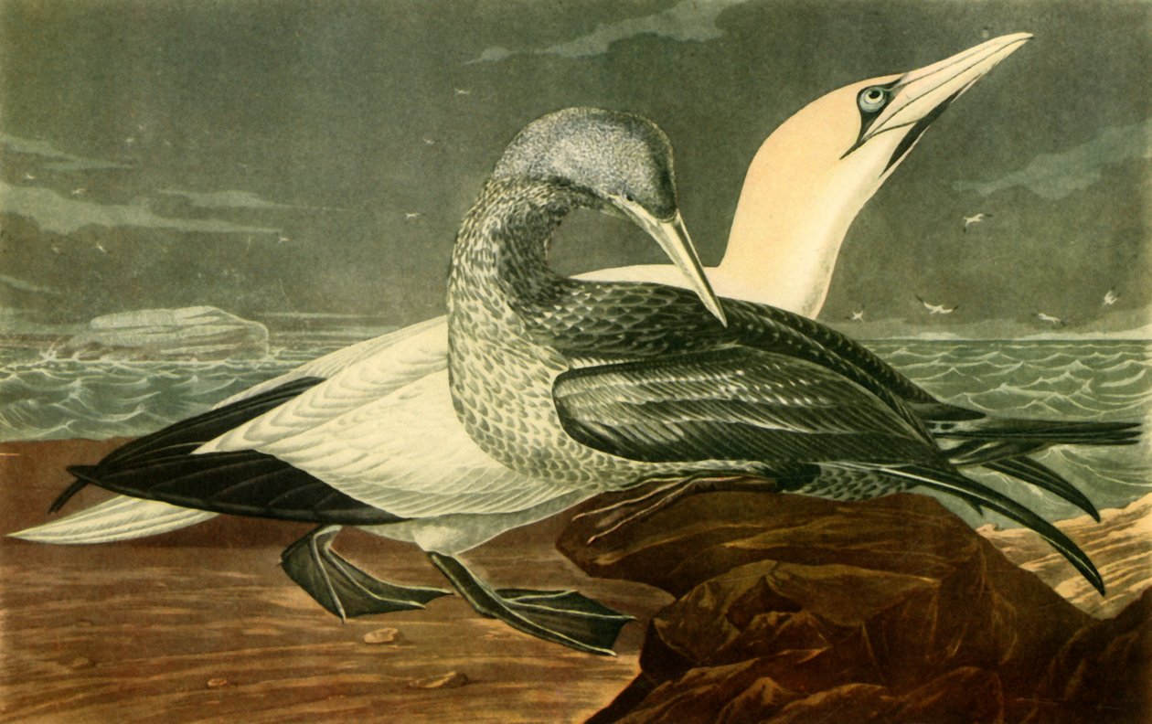 "Gannets", 1836, 1942. od John James Audubon