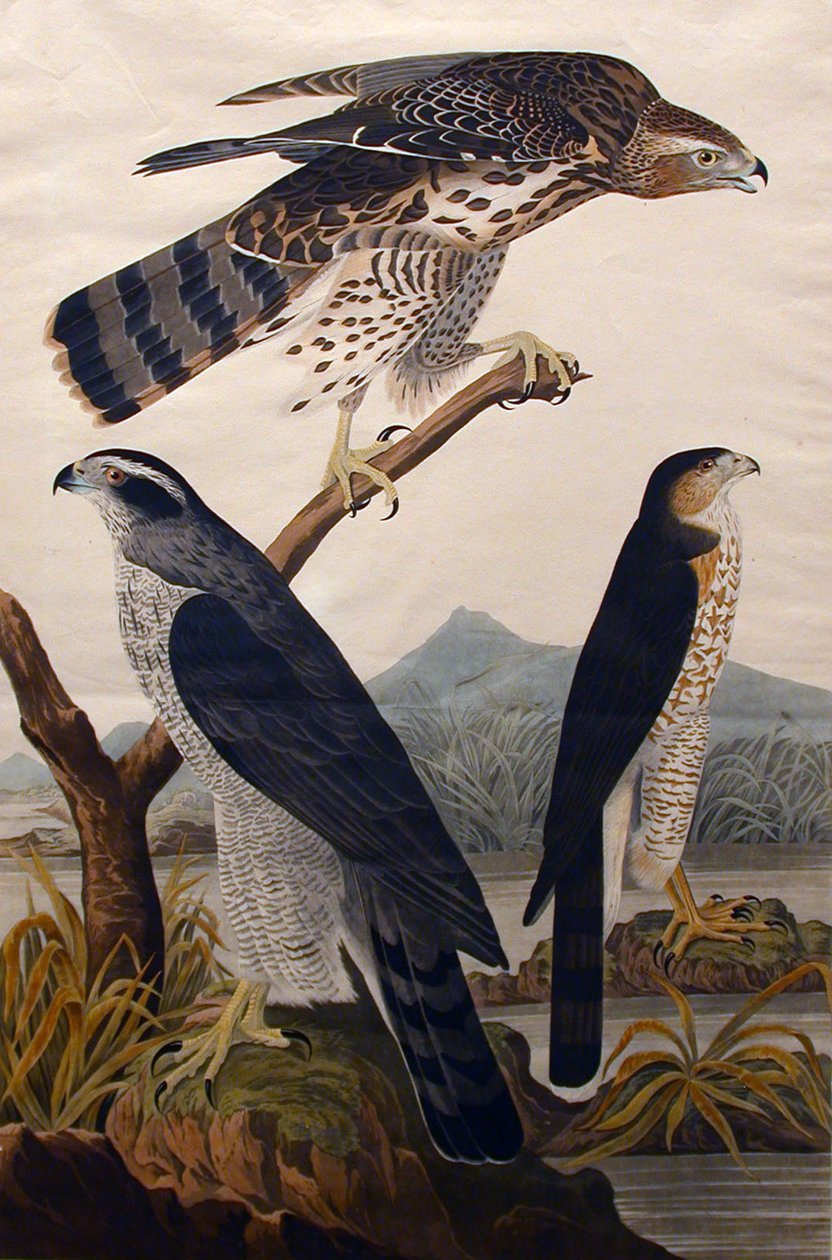 Goshawk, Stanley Hawk č. 29, 1830. od John James Audubon
