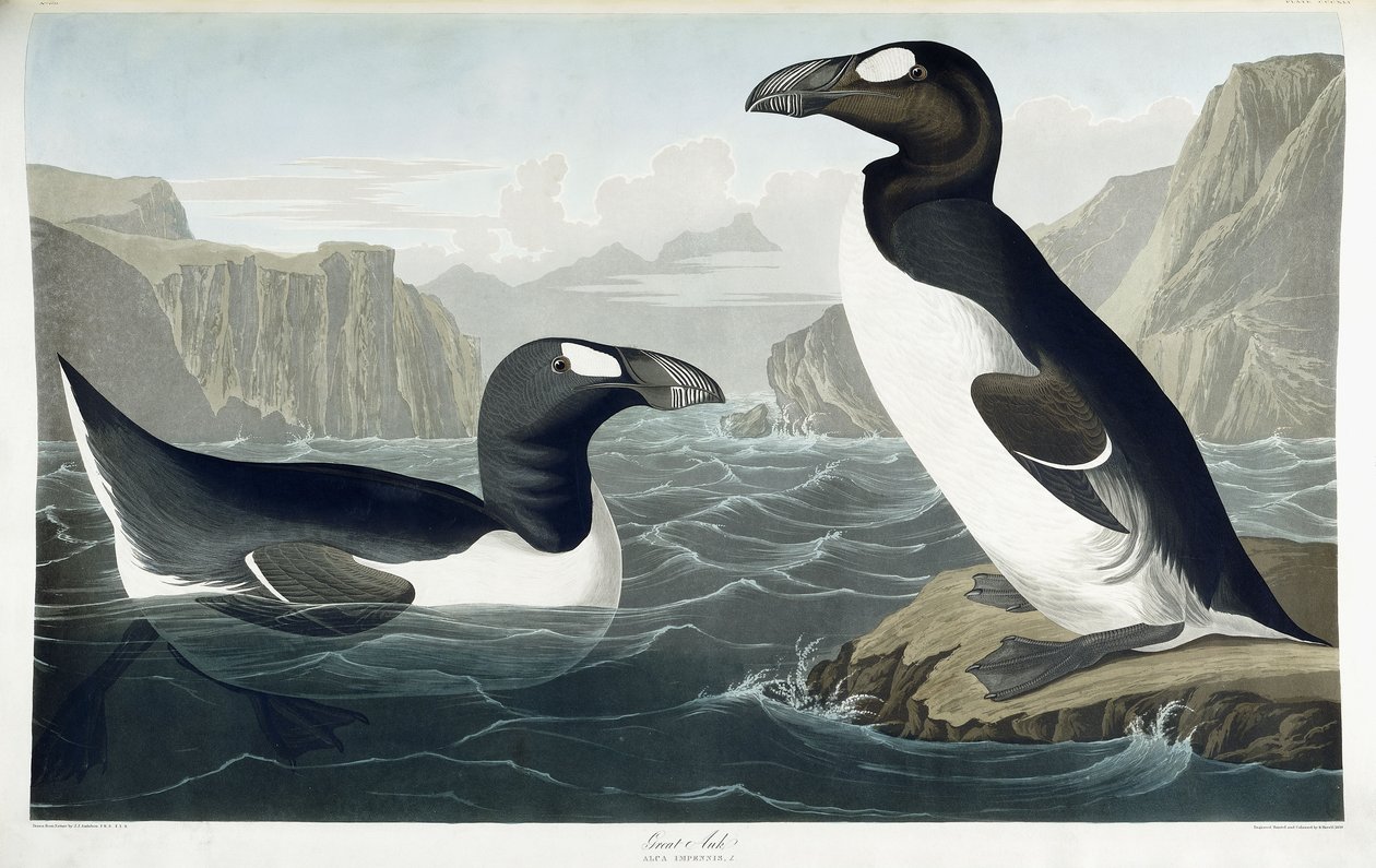 Velký Auk, 1836 od John James Audubon