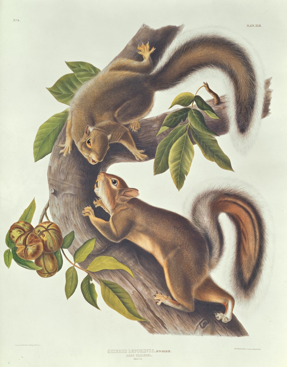 zaječí veverka (Sciurus Leoporinus) od John James Audubon