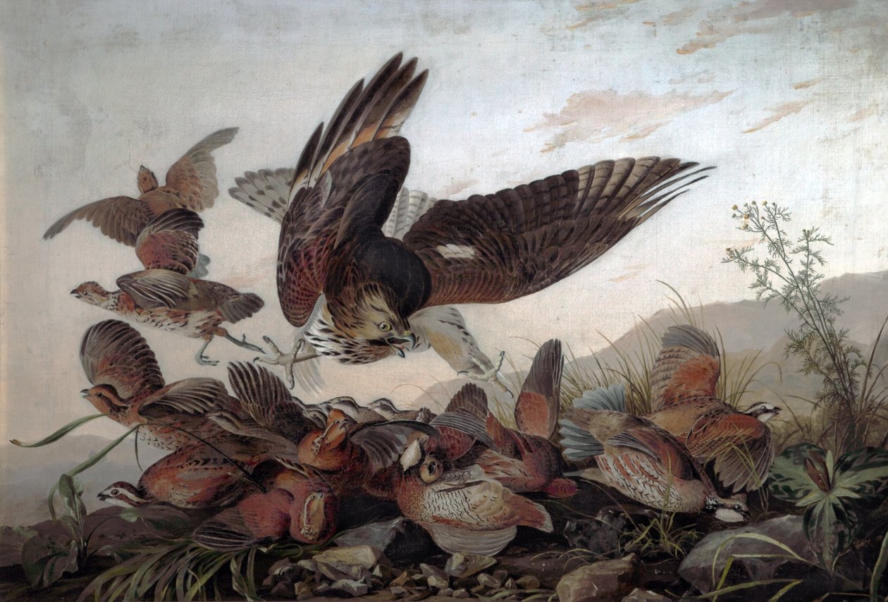 Hawks Attacking Partridges, 1826 od John James Audubon