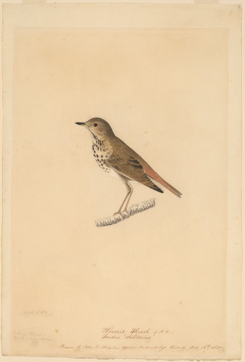 Drozd poustevník od John James Audubon
