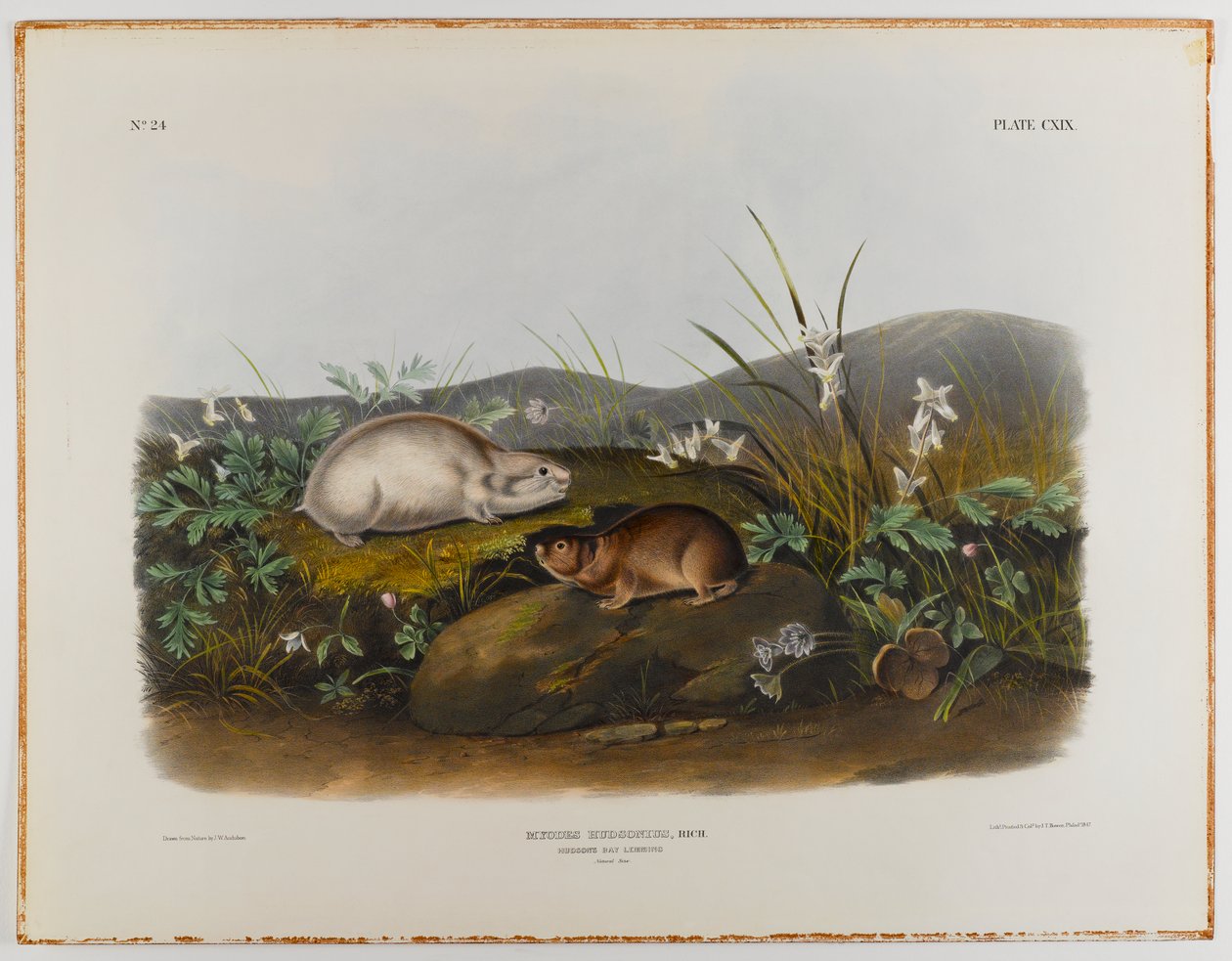 lumík z Hudsonova zálivu od John James Audubon