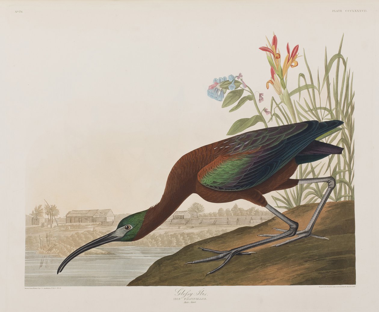 Ilustrace z 