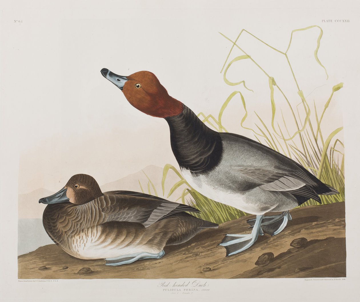 Ilustrace z 