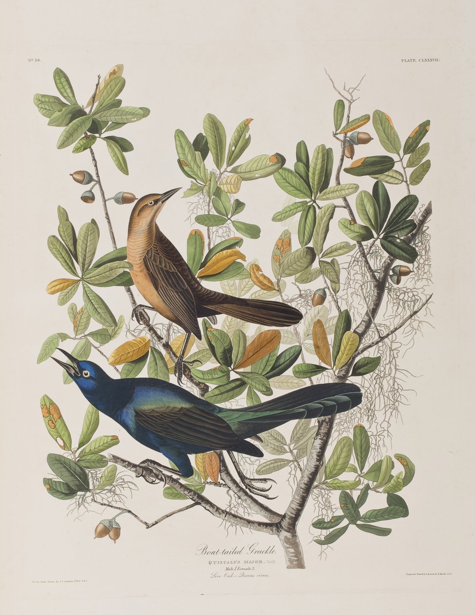 Ilustrace z 