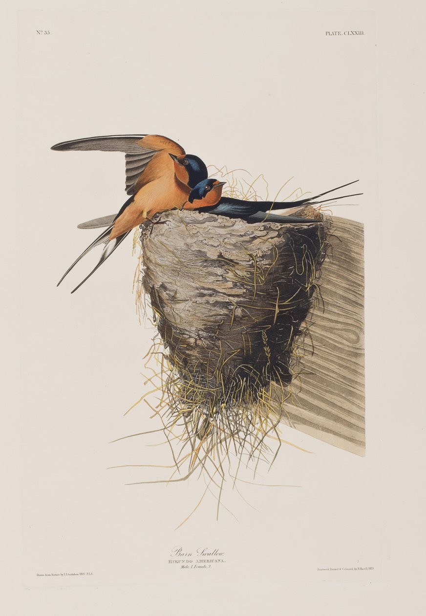Ilustrace z 
