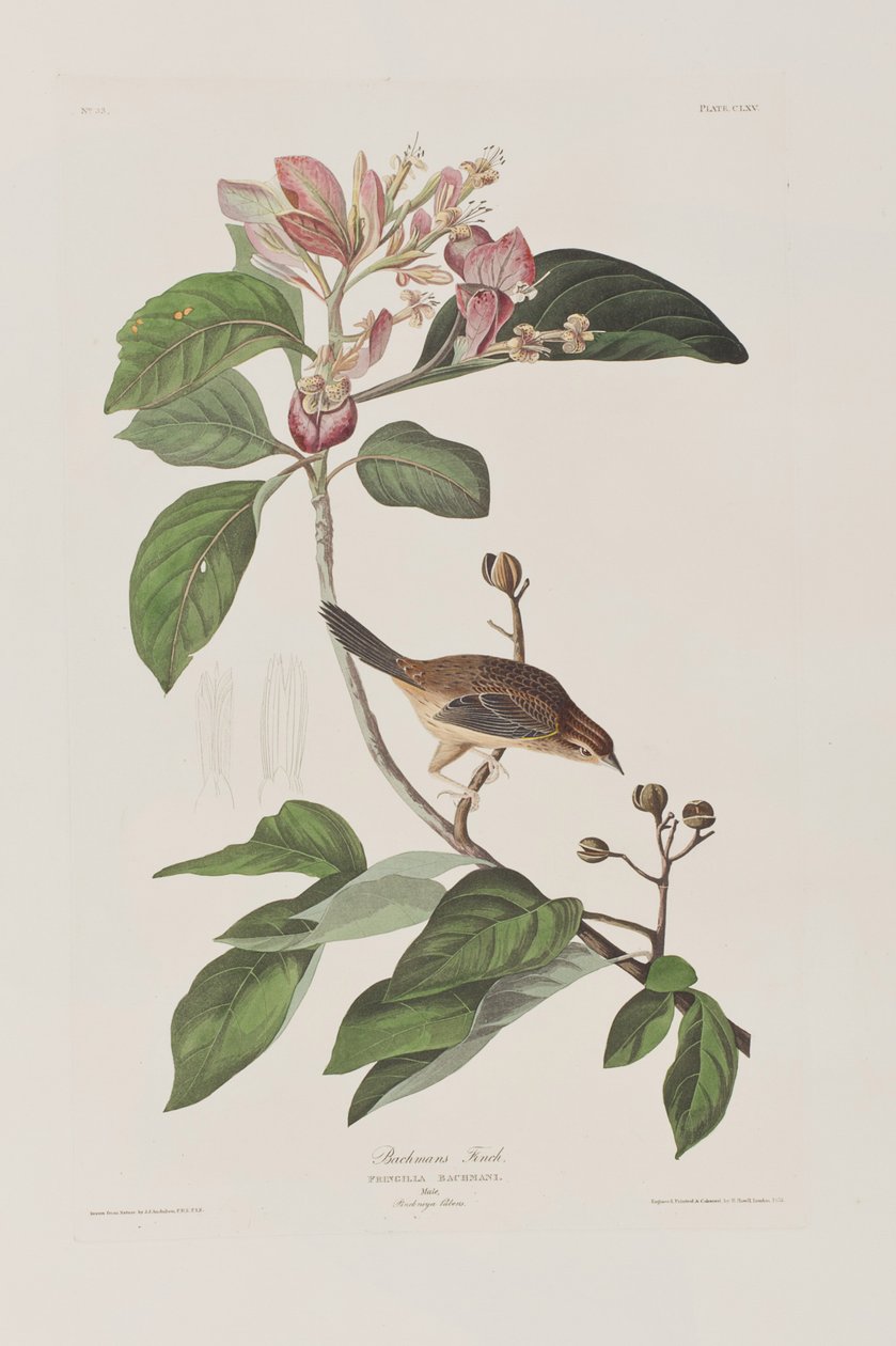 Ilustrace z 