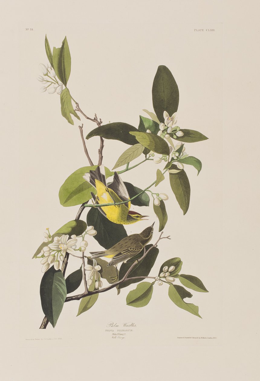 Ilustrace z 