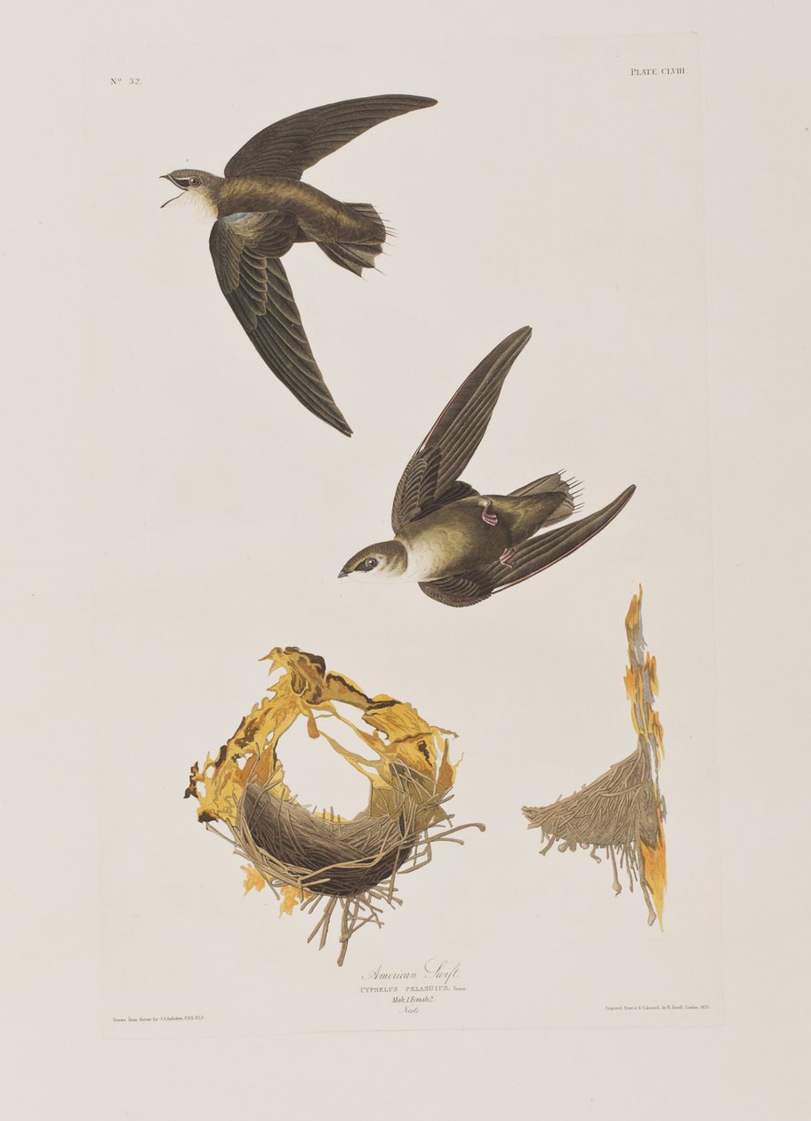 Ilustrace z 