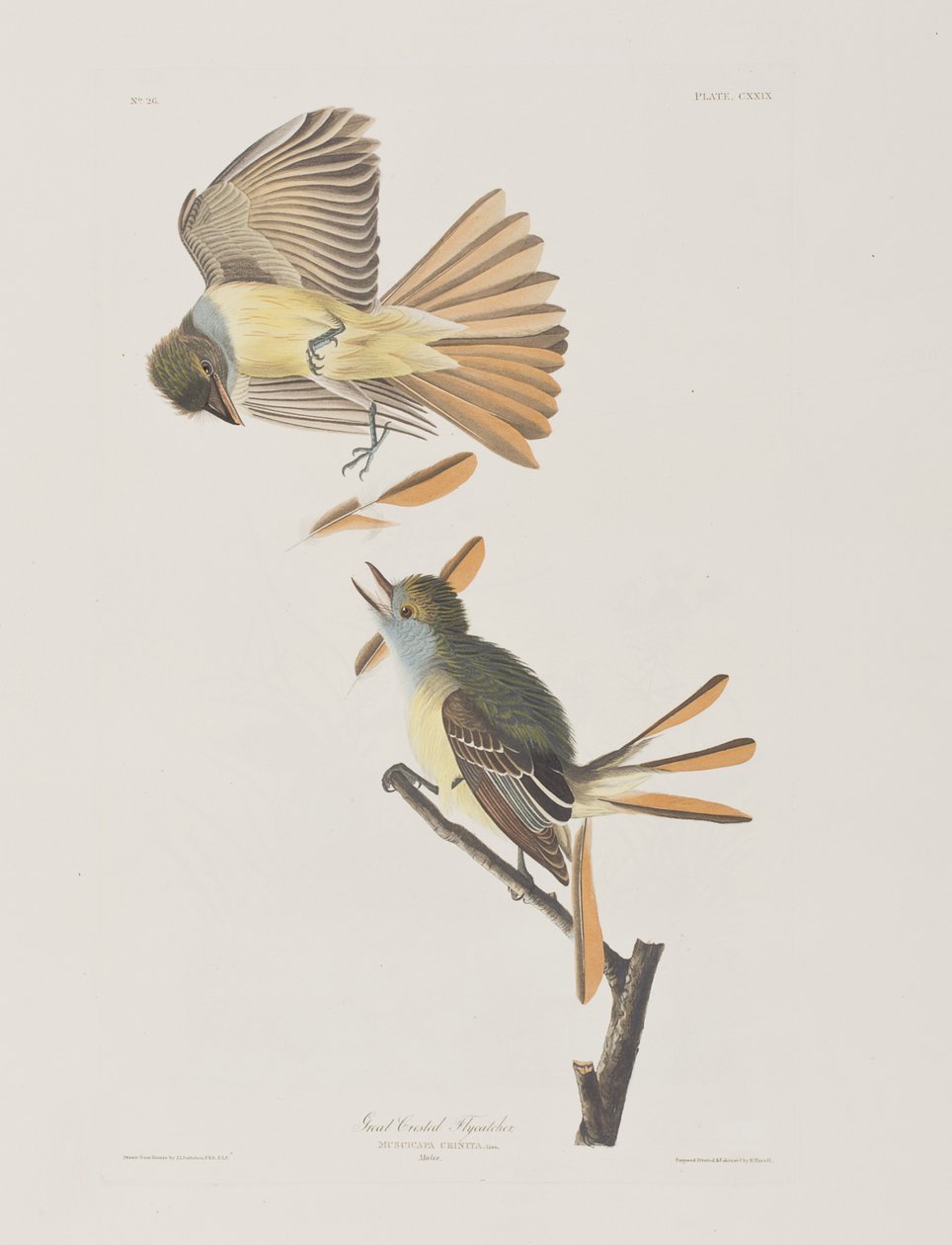 Ilustrace z 