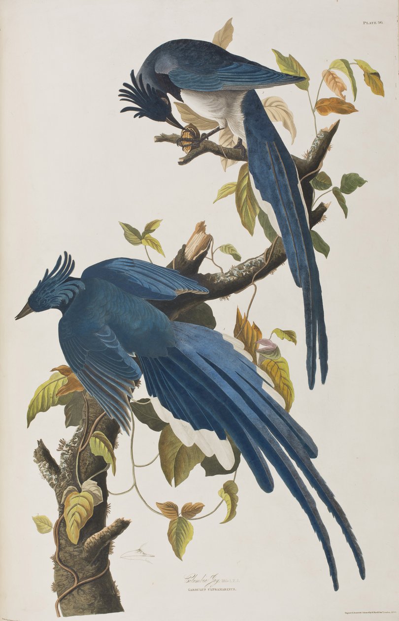 Ilustrace z 