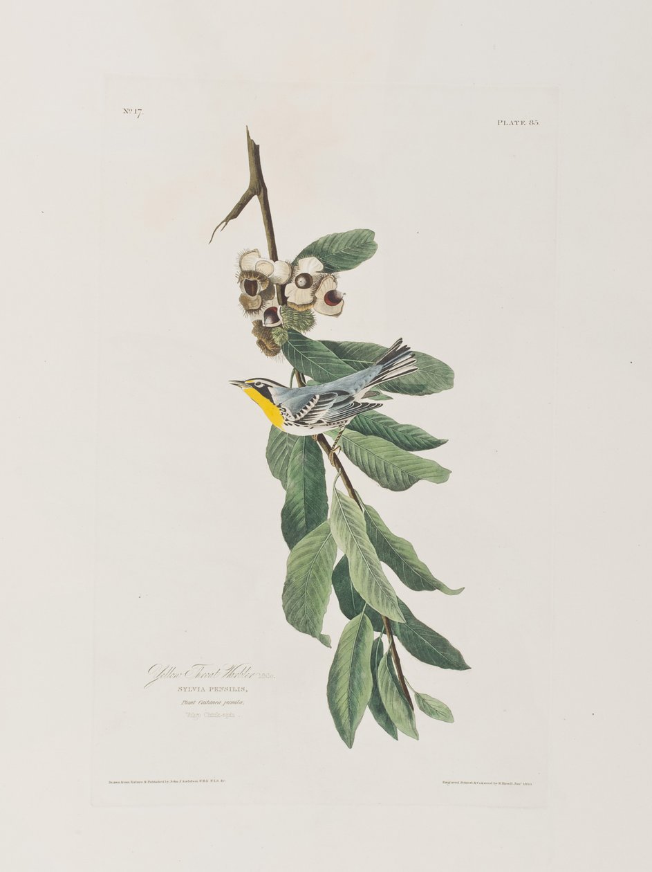 Ilustrace z 