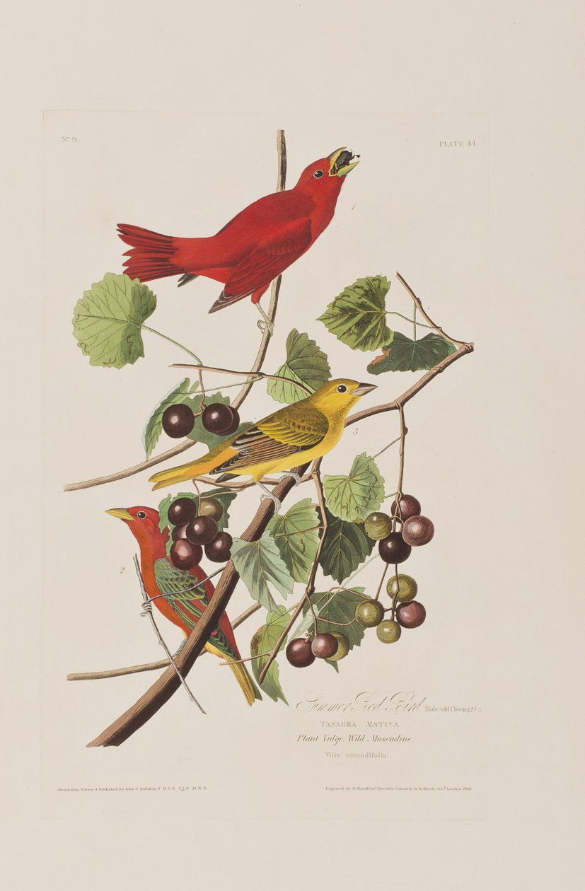 Ilustrace z 