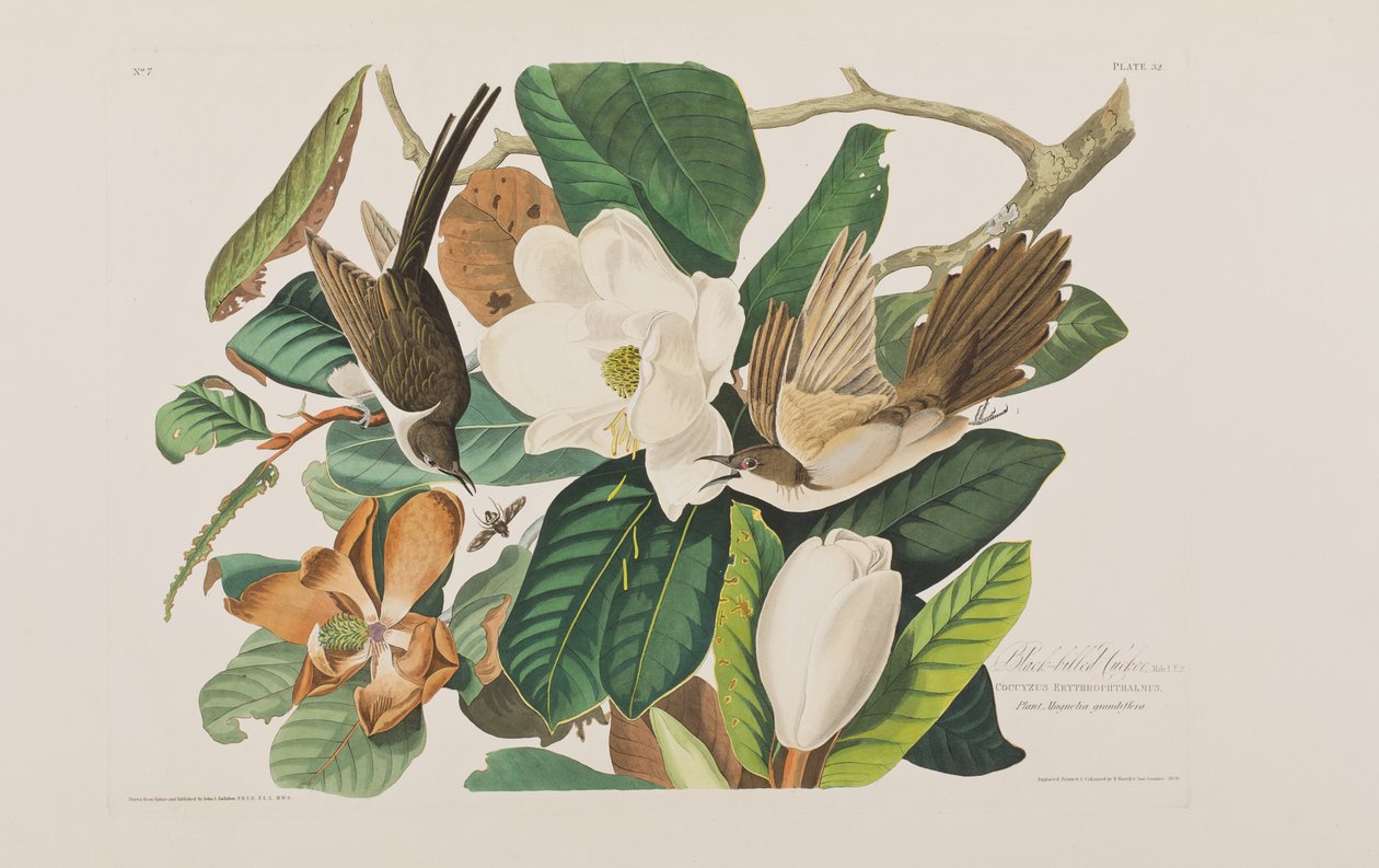 Ilustrace z 