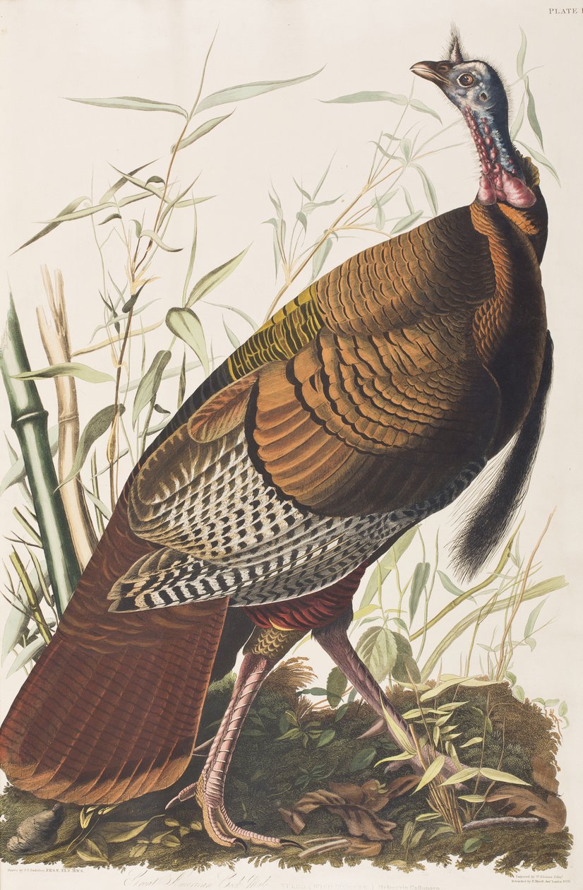 Ilustrace z 