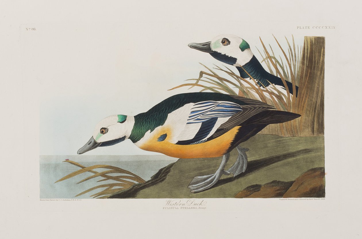 Ilustrace z 