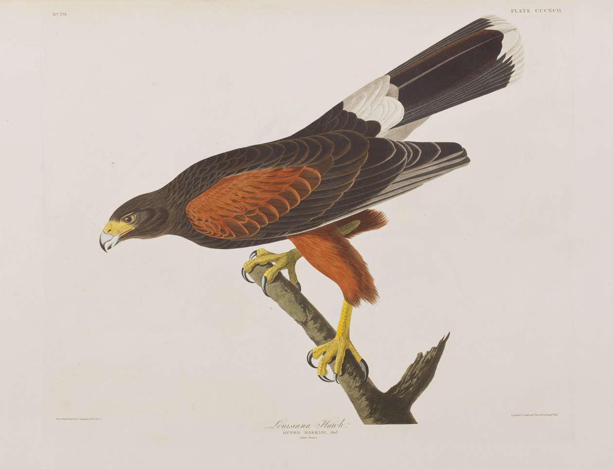 Ilustrace z 