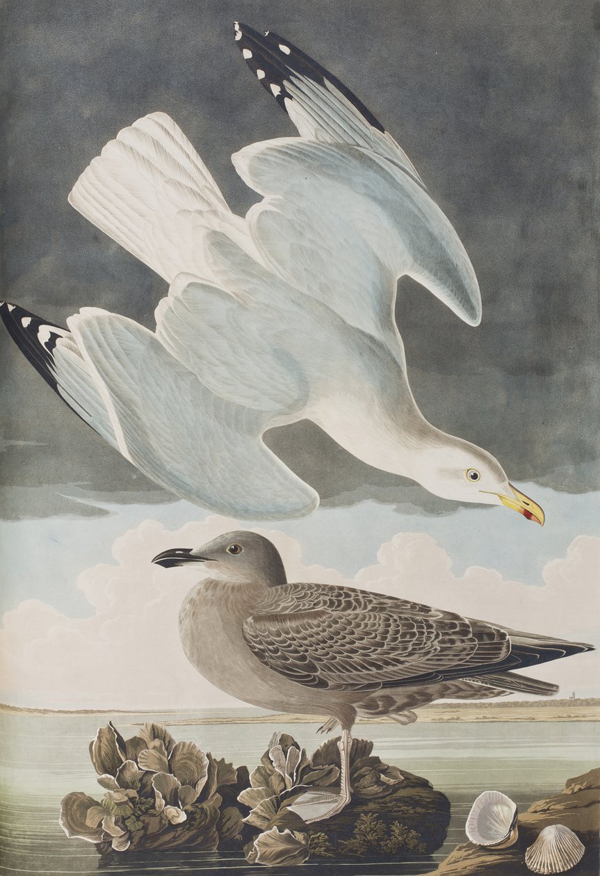 Ilustrace z 