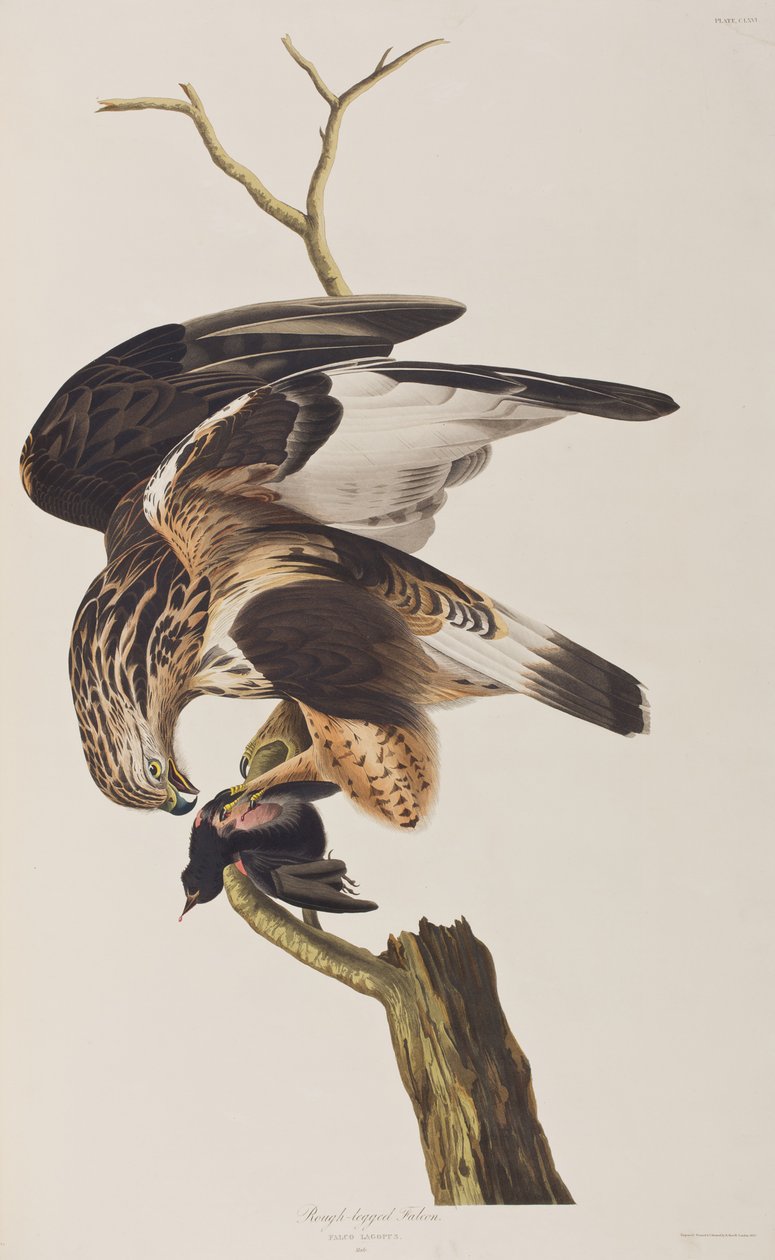 Ilustrace z 