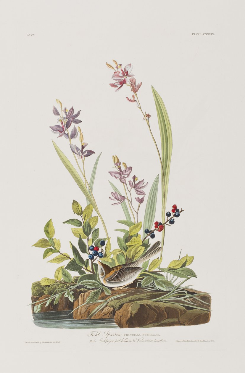 Ilustrace z 